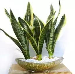 什么樣的植物能有效去除辦公室甲醛等有害物質(zhì)呢？